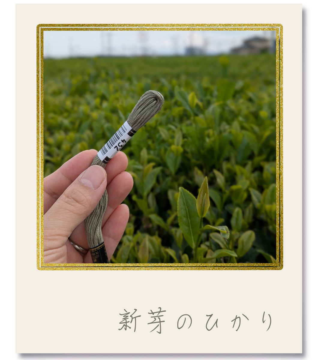 オリムパス25番刺繍糸 #452|新芽のひかり【風景の色を探しに|茶畑】-2