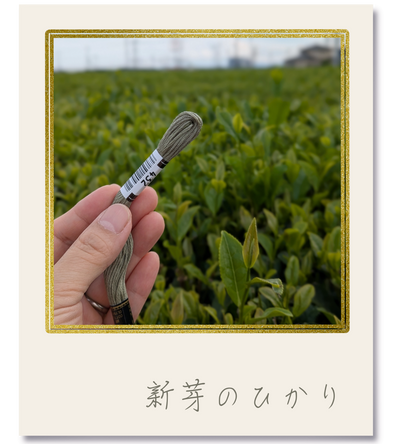 オリムパス25番刺繍糸 #432｜新芽のひかり【風景の色を探しに｜茶畑】-2